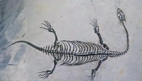 贵州发现完整恐龙化石 生前体长5米左右脖子特别长_新闻频道_中华网